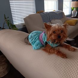 Bella - Yorkshire Terrier