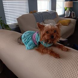 Bella - Yorkshire Terrier