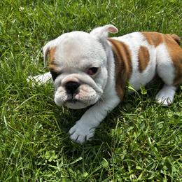 Sweetpea - Fawn and white female Bulldog puppy in Sanborn, New York from Anthony Manor Bulldogs