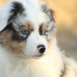 Australian Shepherd Puppies from FoxRest Australian Shepherds