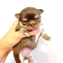 Lavender Rose 11500 ( pending ) - Chocolate and tan female Chihuahua puppy in Santa Rosa Beach, Florida from Eva's Chihuahua