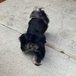 PARKER - Black and tan male Shih Tzu puppy in Escondido, California from CRUZ Canines's Shih Tzus