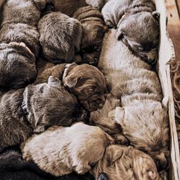 Dilute Retriever Puppies from Weathervane Labs