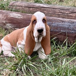 Barry - Mahogany and white male Basset Hound puppy in Jefferson City, Missouri from Triple Hill Farm