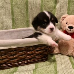 Pembroke Welsh Corgi Puppies from A&A’s Adorable Corgis