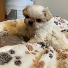 Mighty Mouse - Cream and white male Shih Tzu puppy in Fountain, Florida from Simply Shih Tzu