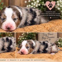 Reef - Blue merle female Miniature Australian Shepherd puppy in Lakeport, California from Akins Aussies/Wild Rose Ranch