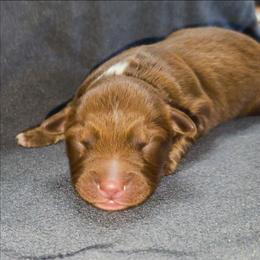 Everly - Red tri-color female Australian Shepherd puppy in Marengo, Indiana from J&J Kennel