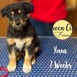 Yam (red) - Black tri-color male Australian Shepherd puppy in Falmouth, Kentucky from Queen City Farm