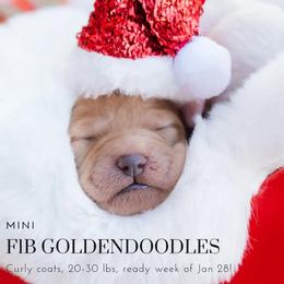 Aussiedoodle and Goldendoodle Puppies from Ever After Doodles Arizona