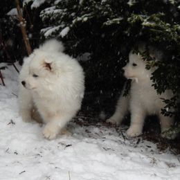 Samoyed Puppies from Rocking S Farm