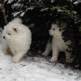 Samoyed Puppies from Rocking S Farm