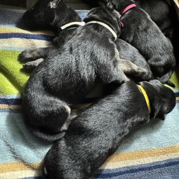 Girl 2 - female German Shepherd puppy in Rolesville, North Carolina from Ransomshire Shepherds