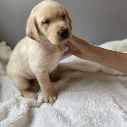 Red Collar - Yellow Labrador Retriever puppy in Beulaville, North Carolina from H & S Retrievers