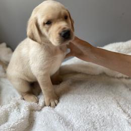 Red Collar - Yellow Labrador Retriever puppy in Beulaville, North Carolina from H & S Retrievers