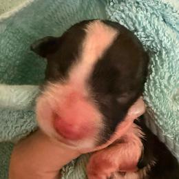 Girl 5 - Black and white female Border Collie puppy in Bryantown, Maryland from Bellaclan Border Collies