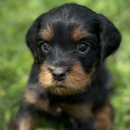Girl 3 - female Cavapoo puppy in Lehi, Utah from Clover Patch Cavapoos