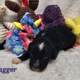 Jagger - Black and white male Tibetan Terrier puppy in Dorena, Oregon from Angel Tibetans Of Oregon