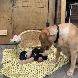 Judy S - Yellow male Labrador Retriever puppy in Geneva, Florida from Salty Duck Retrievers