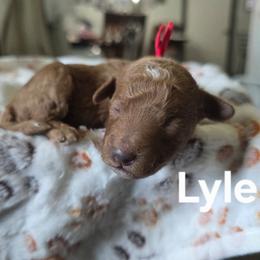Lyle - Red male Bernedoodle puppy in Blackfoot, Idaho from Draper Mountain Doodles
