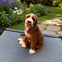 Moana - Red  female Goldendoodle puppy in Orangevale, California from Ugly Dad Doodles