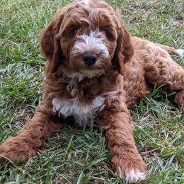 Goldendoodle Puppies from Frannie's Goldendoodle Puppies