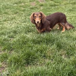 Winnie - Dachshund