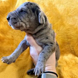 Damon - Merle male Great Dane puppy in Jerusalem, Arkansas from Mara Danes