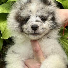 Maya - Blue merle and white female Shetland Sheepdog puppy in Clearfield, Iowa from Karmayne Kennels