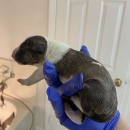 Baby3 - Brindle and white female Miniature Bull Terrier puppy in Corona, California from Joyful_minibulls