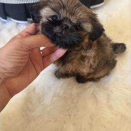 AKC Butters - Gold male Shih Tzu puppy in Los Angeles, California from LUXURY PAWS