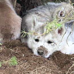 Siberian Husky Puppies from Valerie Schmaltz