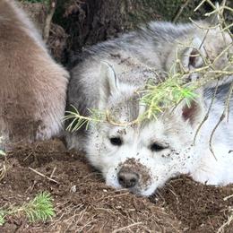 Siberian Husky Puppies from Valerie Schmaltz