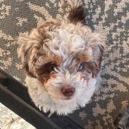Amora - female Australian Mountain Doodle puppy in Lincoln, Nebraska from GRand Doodles