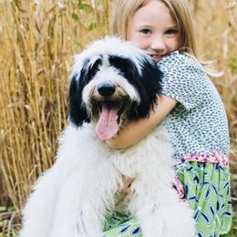 Tallulah Rose - Goldendoodle