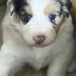 Glamor - Blue merle female Australian Shepherd puppy in Arrington, Tennessee from Tumblin T Aussies and Aussiedoodles