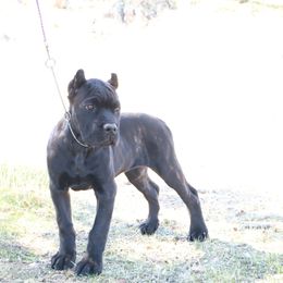 Pink collar(orange collar) - Black brindle female Cane Corso puppy in Caliente, California from Rafter Cross 7