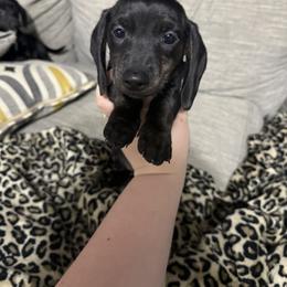 Mocha - Black and tan female Dachshund puppy in Mountain Home, Arkansas from Furry Friends Kennel