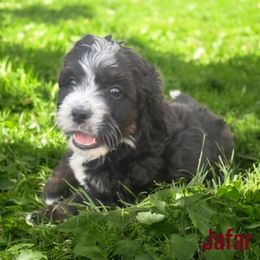 Jafar - Tri-color male Bernedoodle puppy in Bennett, Colorado from Darling Paws Bernedoodles, LLC