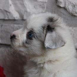 Charm - Blue merle female Australian Shepherd puppy in Colorado Springs, Colorado from Rocky Mountain Aussies