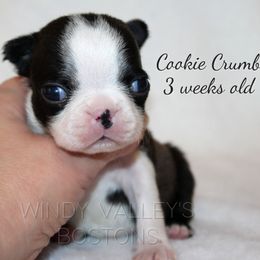 Girl 2 - Black and white female Boston Terrier puppy in North Central, Vermont from Windy Valley’s Bostons