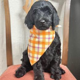 Cookie- Purple Collar - Black female Goldendoodle puppy in Bay City, Texas from Charming Doods Goldendoodles