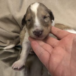 Collie Puppies from Highland Moor Kennel