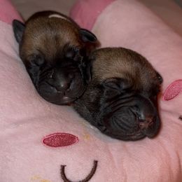 Whitney - Red female Bullmastiff puppy in Cedar Creek, Texas from Burns Family Ranch " BFR Bullies"