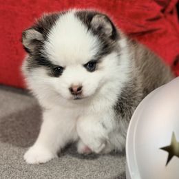 Boy1 - Black and white male Pomsky puppy in Enid, Oklahoma from Mile Hi Pomskies