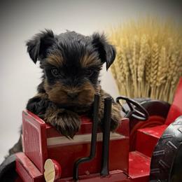 Fergus - Black and tan male Yorkshire Terrier puppy in Hastings, Nebraska from Promise Land Pets