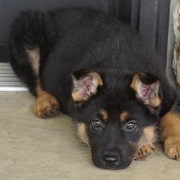 German Shepherd Puppies from Reizarf Kennels