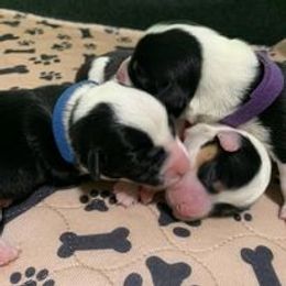 Companion Cross Puppies from Double G Corgis