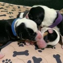 Companion Cross Puppies from Double G Corgis