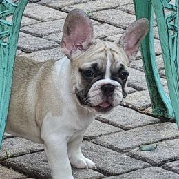 French Bulldog puppies from Bouquet Bulldogs